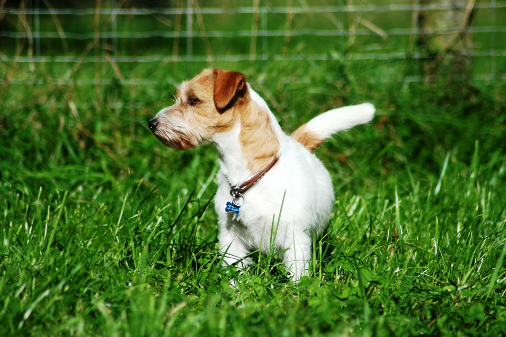 bag forfader Dyrke motion jack russell terrier - kennel jackstars